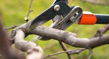 Proč potřebujete řezat irgu a jak to udělat správně?
